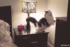 a black and white cat standing on top of a night stand next to a lamp