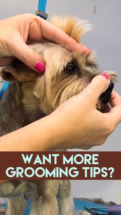 a person is grooming a small dog's hair with a blue leash and the words, want more grooming tips?