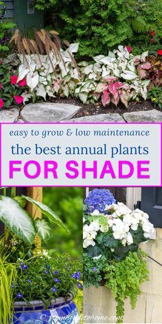 the best annual plants for shade