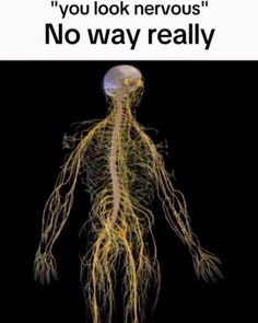 an image of the nervous system with caption that reads, you look nervous? no way really