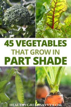 vegetables that grow in part shade