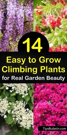 Climbing Potted Plants, Garden Vines Trellis Climbing Flowers, Vines On Lattice, Front Of House Climbing Plants, Climbing Full Sun Plants, Best Climbing Roses Zone 6, Vines To Grow On Fence, Flowering Climbing Plants, Vine Plants Outdoor Climbing Full Sun