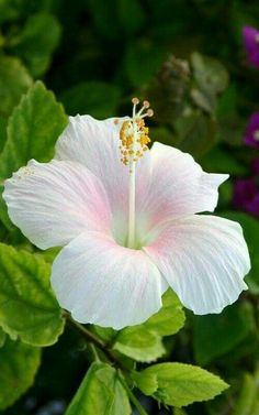 a pink flower with green leaves in the background