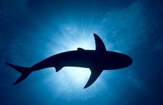 the silhouette of a shark in front of blue water