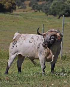 a cow with horns standing in the grass near a fence and some trees behind it