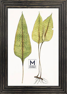 two green leaves with roots in a black frame on a white background, and the image is framed