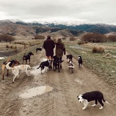 a group of people walking dogs down a dirt road