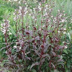 purple flowers are growing in the grass