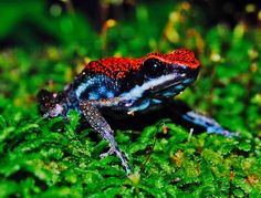 a red and blue frog sitting on top of green plants