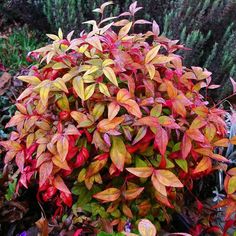 red and green leaves on a bush in the garden