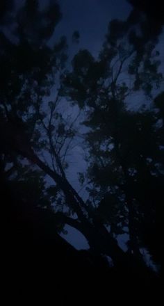 the tree is silhouetted against the night sky