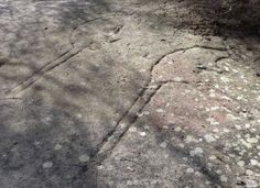 the rock is covered with small white dots