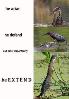 three different birds in the water with captioning about their habitat and what they are doing