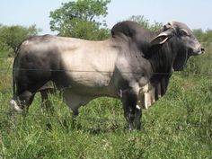 two cows standing next to each other on a lush green field