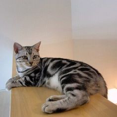 a cat laying on top of a wooden table next to a wall with two lamps