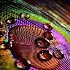 drops of water sitting on top of a colorful peacock's feathers feather with multicolored background