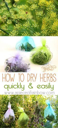 how to dry herbs quickly and easily with the help of an eco - friendly garden