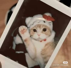 an orange and white cat wearing a hello kitty hat with its paws in the air