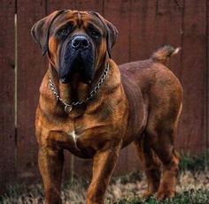 a large brown dog standing in front of a wooden fence with chain around it's neck