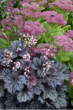 purple and green plants in a garden with pinkish flowers on the top right side