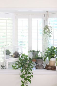 several houseplants are sitting on a window sill in front of white shutters