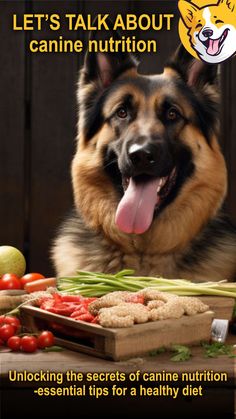 a german shepherd dog sitting in front of a table full of food and vegetables with the caption let's talk about canine nutrition