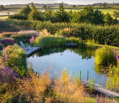 a pond surrounded by lots of flowers and greenery in the middle of a field