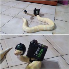 a snake with a helmet and batteries on its back