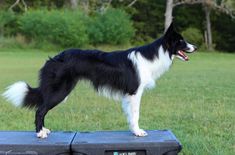 a black and white dog standing on top of an electronic device