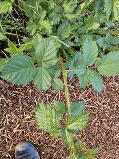 a person's foot standing on the ground next to a plant with green leaves