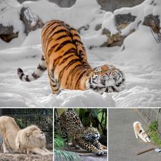 there are many different pictures of animals in the snow and one has a long tail