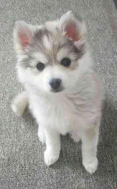 a small white and gray dog sitting on top of a carpet