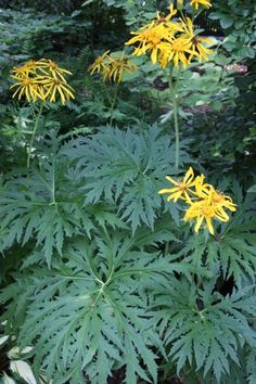 some yellow flowers are growing in the woods