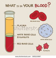 what is in your blood? with red blood cells, plasma and white blood cells