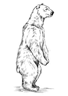 a drawing of a bear standing on its hind legs