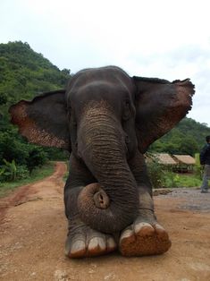 an elephant laying down on the ground with its trunk stretched out