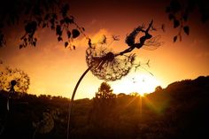 a dandelion with the sun setting in the background and trees blowing in the wind