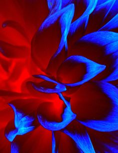 a red and blue flower is shown close up