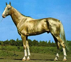 a horse standing in the middle of a dirt road with trees in the back ground