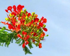 red flowers are blooming on the branches of a tree in front of a blue sky