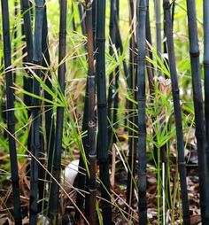 many tall bamboo trees with green leaves