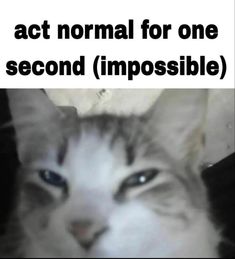 a cat is looking at the camera with caption that reads, act normal for one second second impossibleble