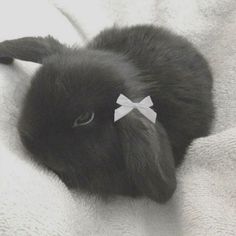 a small black rabbit with a white bow on it's head laying on a blanket