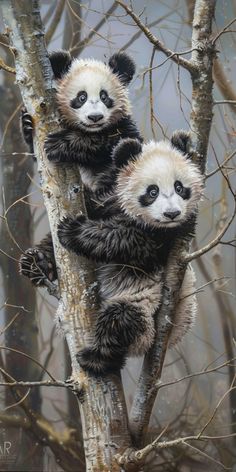 two baby pandas climbing up a tree in the forest with no leaves on them