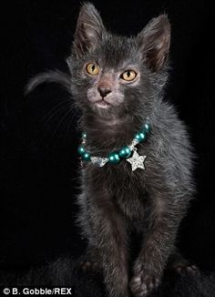 a black kitten wearing a green beaded collar