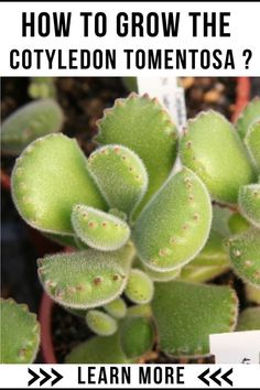 Grow the Cotyledon Tomentosa Succulent Plant Bear Paw Succulent, Succulents Types, Low Light Succulents, Kalanchoe Blossfeldiana, Small Succulent Plants