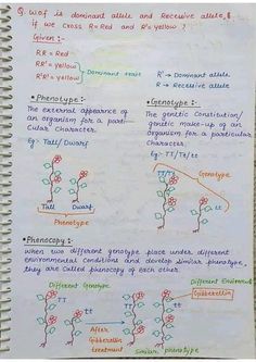 Phenotype genotype hand written notes with diagram biology Genotype And Phenotype Notes, Botany Notes, Ias Study Material