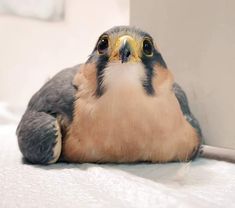 a close up of a bird laying on the ground with its head resting on a wall