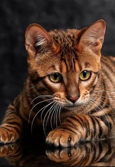 a striped cat laying on top of a wooden table next to a black wall and looking at the camera