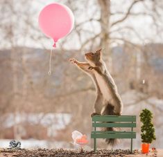 a squirrel is sitting on a bench with a pink balloon in the air above it